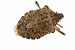 How To Kill Stink Bugs – Employing a “Scorched Earth Policy”