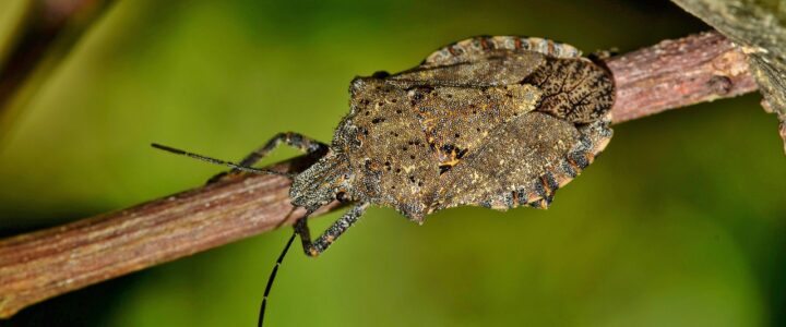 What is the life cycle of the stink bug (Halyomorpha halys).